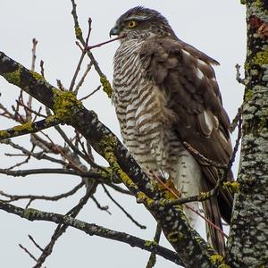 Eurasian Sparrowhawk