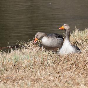 Greylag Goose