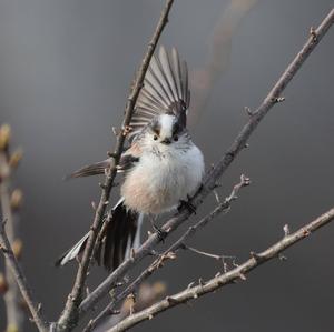 Long-tailed Tit