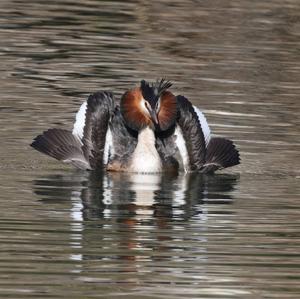 Great Crested Grebe