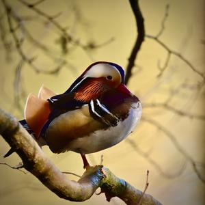 Mandarin Duck