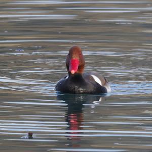 Red-crested Pochard