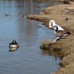 Höckerschwan