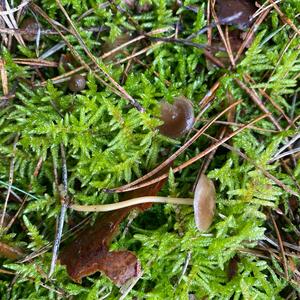 Spruce-cone Toadstool