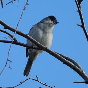 Blackcap