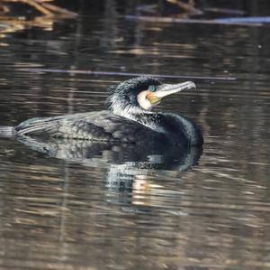 Great Cormorant