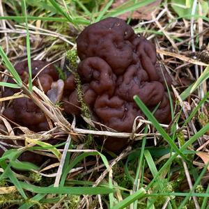 Conifer False Morel