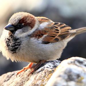 House Sparrow