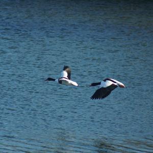 Common Shelduck