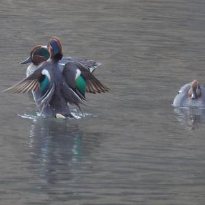 Common Teal