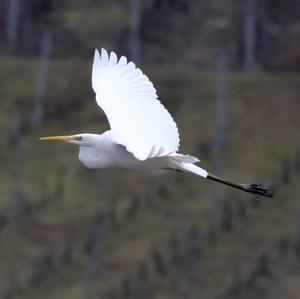 Great Egret