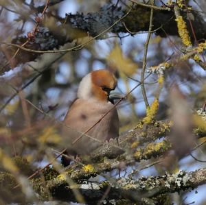 Hawfinch