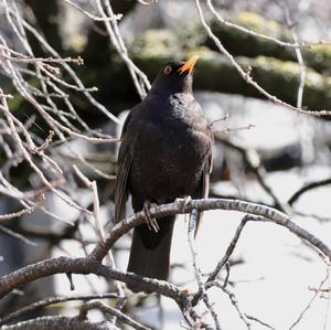 Eurasian Blackbird