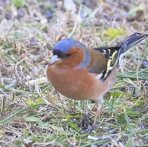 Eurasian Chaffinch