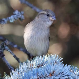 House Sparrow