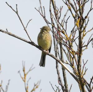 Cirl Bunting