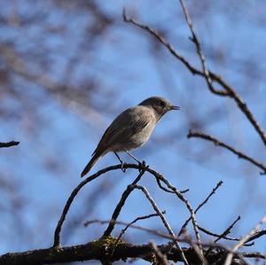 Black Redstart