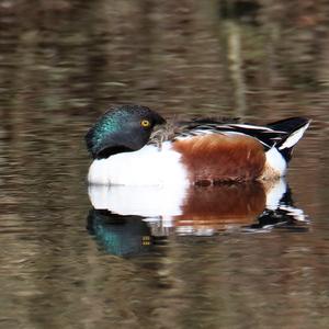 Northern Shoveler