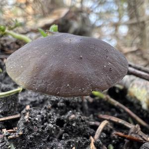 Spruce-cone Toadstool