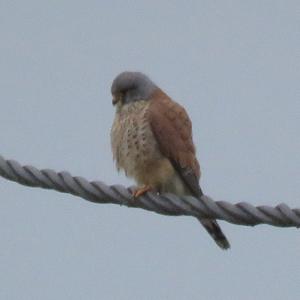 Common Kestrel