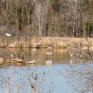 Great Egret