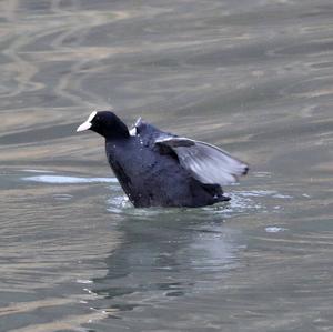 Common Coot