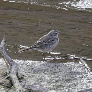 Water Pipit