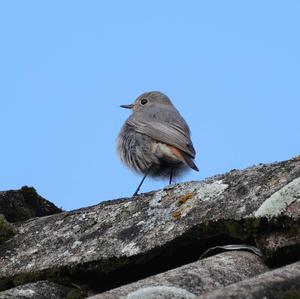 Black Redstart