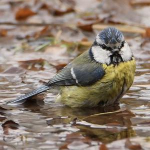 Blue Tit