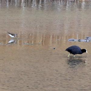 Green Sandpiper