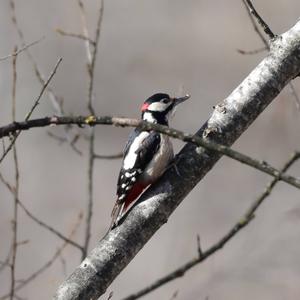 Great Spotted Woodpecker