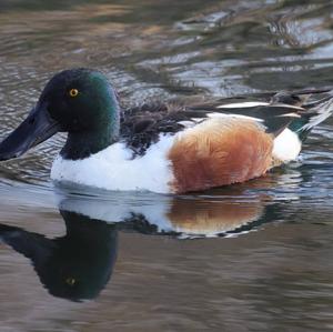 Northern Shoveler