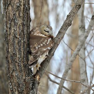 Northern Saw-whet Owl