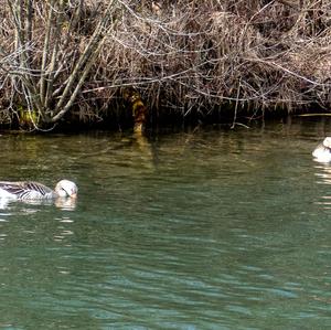 Greylag Goose