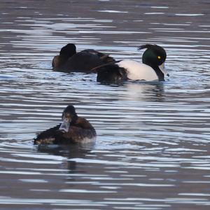 Tufted Duck