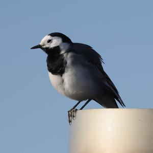 White Wagtail