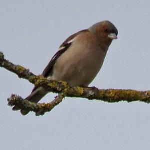 Eurasian Chaffinch