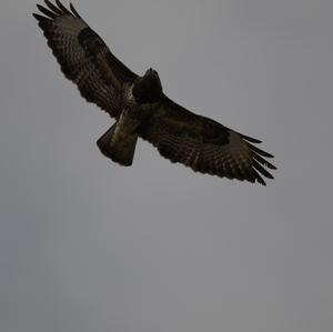 Common Buzzard