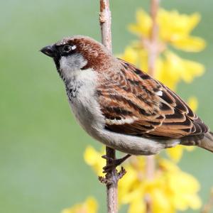 House Sparrow