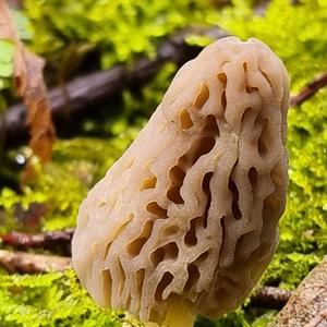 Black Morel