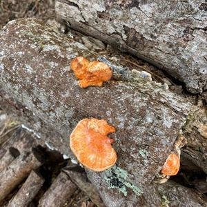 Cinnabar-red Polypore