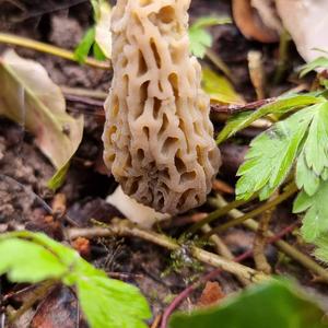 Black Morel