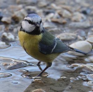 Blue Tit