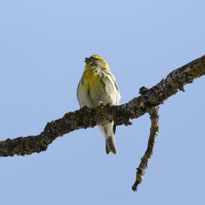 European Serin