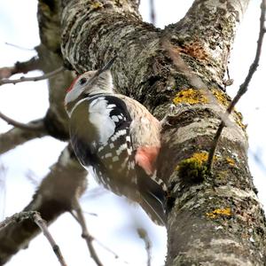 Middle Spotted Woodpecker