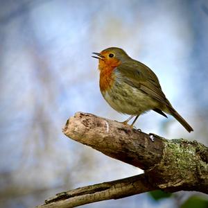 European Robin