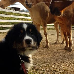 Bernese Mountain Dog