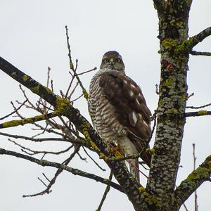 Eurasian Sparrowhawk