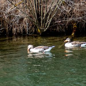 Greylag Goose