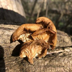 Oyster Mushroom